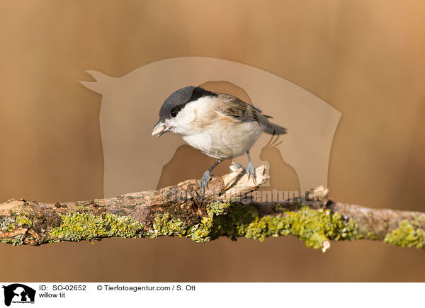 Weidenmeise / willow tit / SO-02652