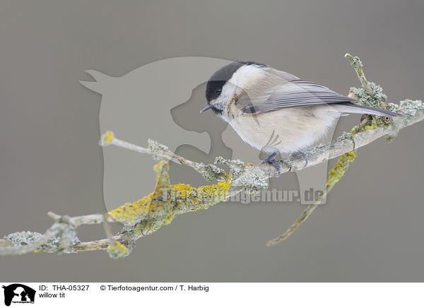 Weidenmeise / willow tit / THA-05327