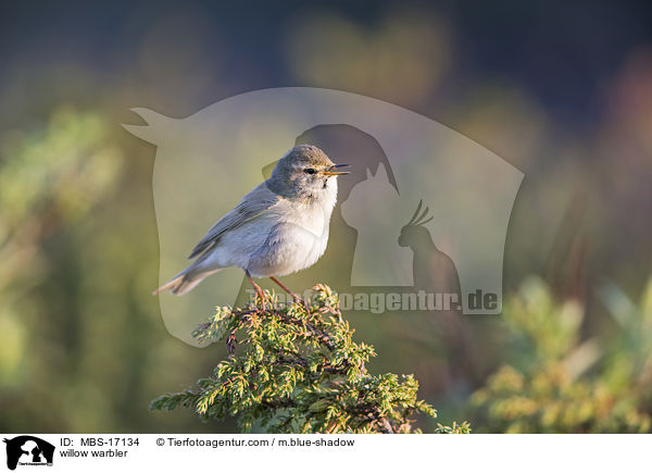 Fitis / willow warbler / MBS-17134