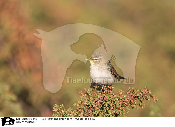 Fitis / willow warbler / MBS-17147