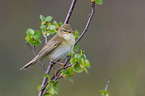 willow warbler