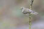 willow warbler