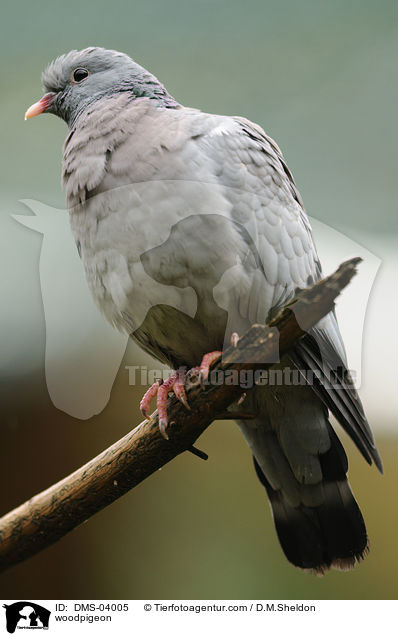 Ringeltaube / woodpigeon / DMS-04005