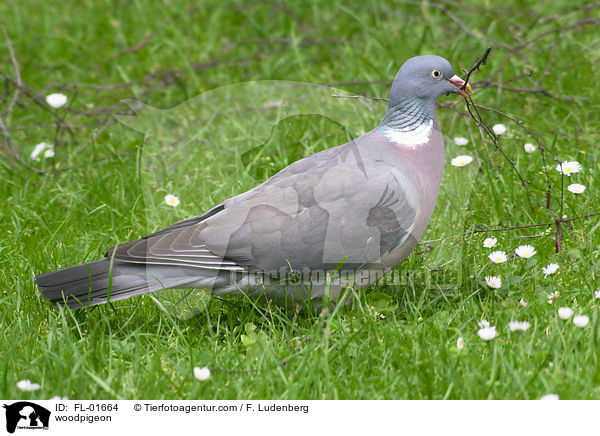 Ringeltaube / woodpigeon / FL-01664