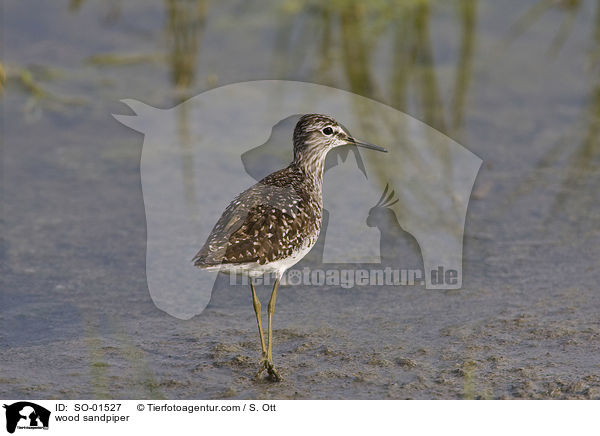 Bruchwasserlufer / wood sandpiper / SO-01527