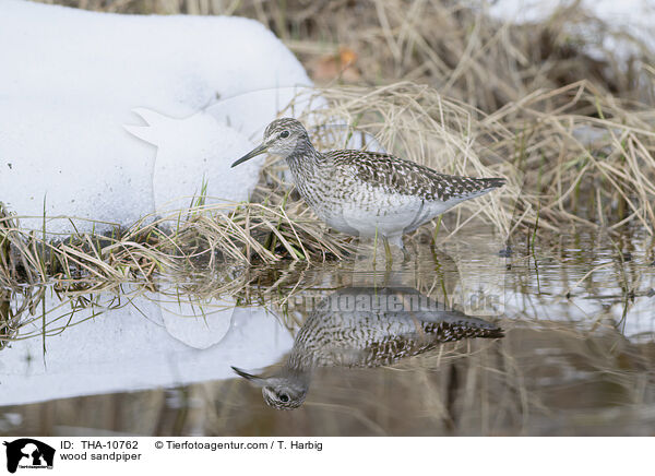 wood sandpiper / THA-10762