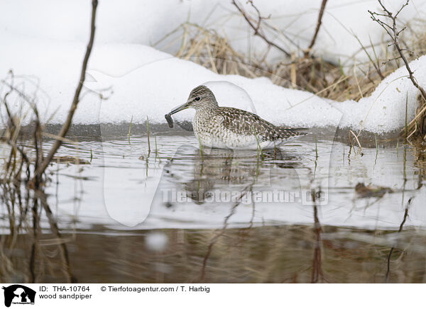 Bruchwasserlufer / wood sandpiper / THA-10764