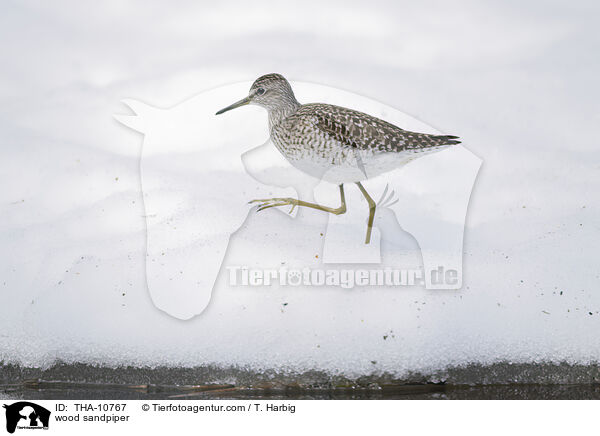 wood sandpiper / THA-10767