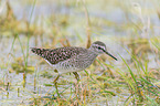 wood sandpiper