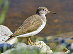 standing Wood Sandpiper