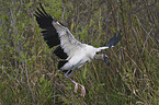 Wood Stork