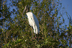 American wood ibis