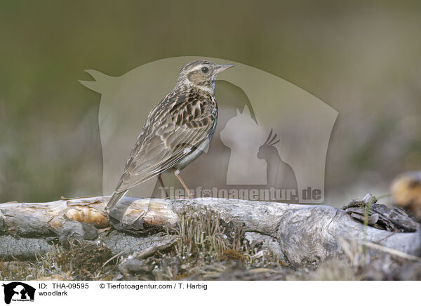 Heidelerche / woodlark / THA-09595