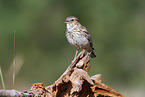 woodlark