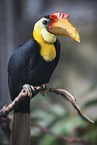 wrinkled hornbill