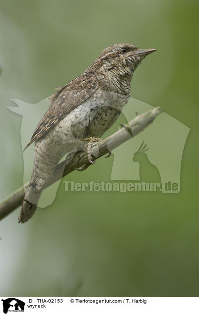 Wendehals / wryneck / THA-02153