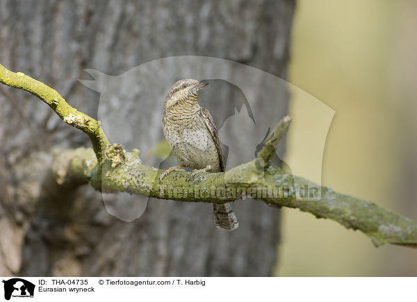 Wendehals / Eurasian wryneck / THA-04735