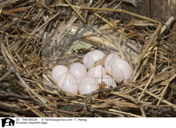 Wendehals Gelege / Eurasian wryneck eggs / THA-06529