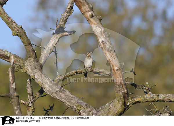 Wendehals / Eurasian Wryneck / FF-10150