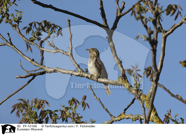 Eurasian Wryneck / FF-10169