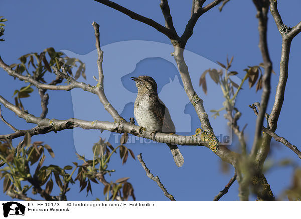 Wendehals / Eurasian Wryneck / FF-10173