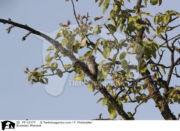 Wendehals / Eurasian Wryneck / FF-10177