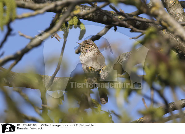 Wendehals / Eurasian Wryneck / FF-10180