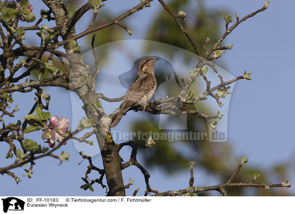 Wendehals / Eurasian Wryneck / FF-10183