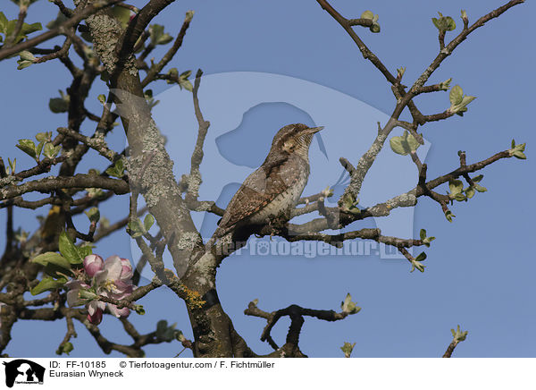 Wendehals / Eurasian Wryneck / FF-10185