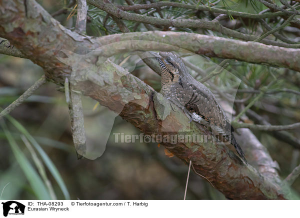 Eurasian Wryneck / THA-08293