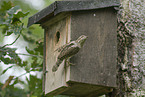 wryneck