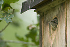 wryneck