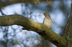 wryneck