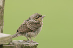 Eurasian wryneck