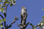 Eurasian Wryneck