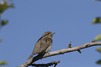 Eurasian Wryneck