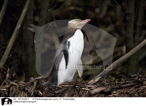 Gelbaugenpinguin / yellow-eyed penguin / FF-03041