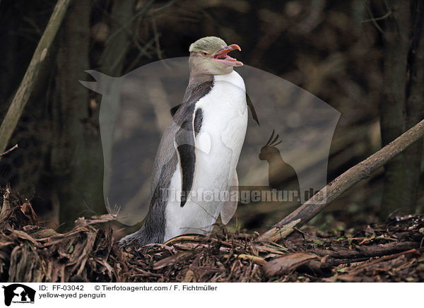 Gelbaugenpinguin / yellow-eyed penguin / FF-03042