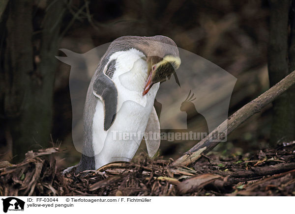 Gelbaugenpinguin / yellow-eyed penguin / FF-03044