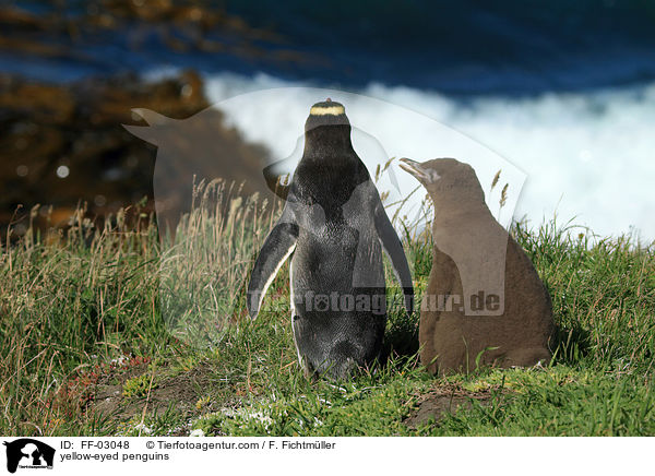 Gelbaugenpinguine / yellow-eyed penguins / FF-03048
