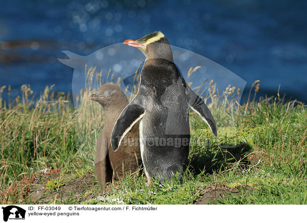 Gelbaugenpinguine / yellow-eyed penguins / FF-03049