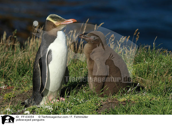 Gelbaugenpinguine / yellow-eyed penguins / FF-03054