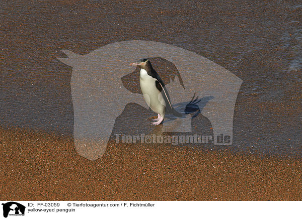 Gelbaugenpinguin / yellow-eyed penguin / FF-03059