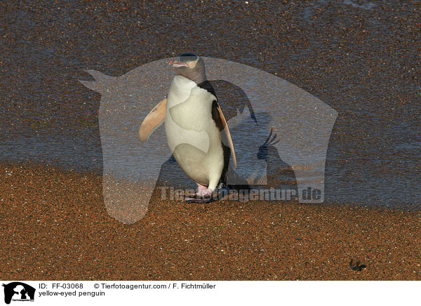 Gelbaugenpinguin / yellow-eyed penguin / FF-03068
