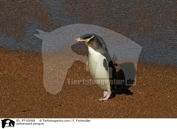 Gelbaugenpinguin / yellow-eyed penguin / FF-03069