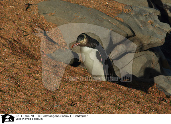 Gelbaugenpinguin / yellow-eyed penguin / FF-03070