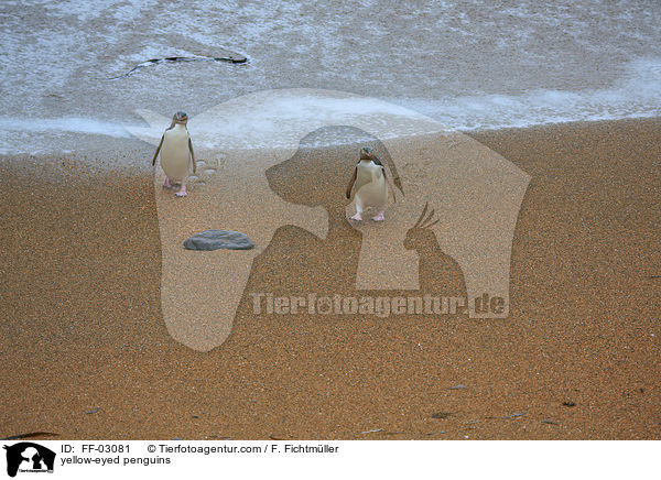 Gelbaugenpinguine / yellow-eyed penguins / FF-03081