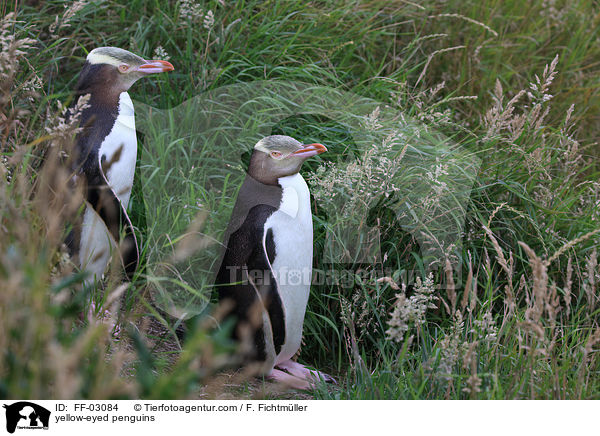 Gelbaugenpinguine / yellow-eyed penguins / FF-03084