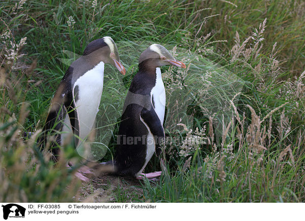 Gelbaugenpinguine / yellow-eyed penguins / FF-03085