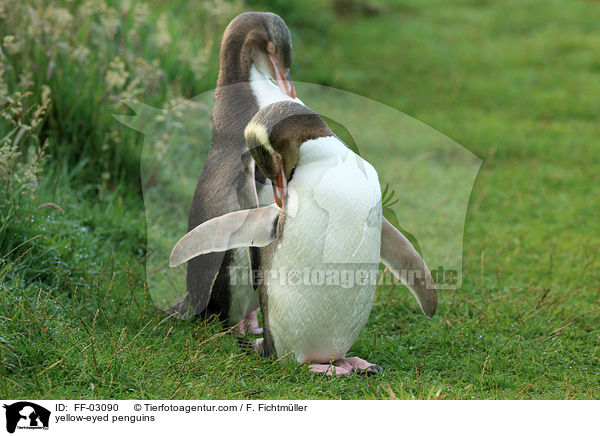 Gelbaugenpinguine / yellow-eyed penguins / FF-03090